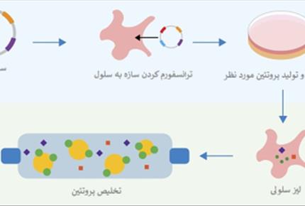 اثر دپرنیل بر بیان پروتیین Bcl-2 در موش صحرایی بالغ به دنبال کندن ریشه عصب سیاتیک