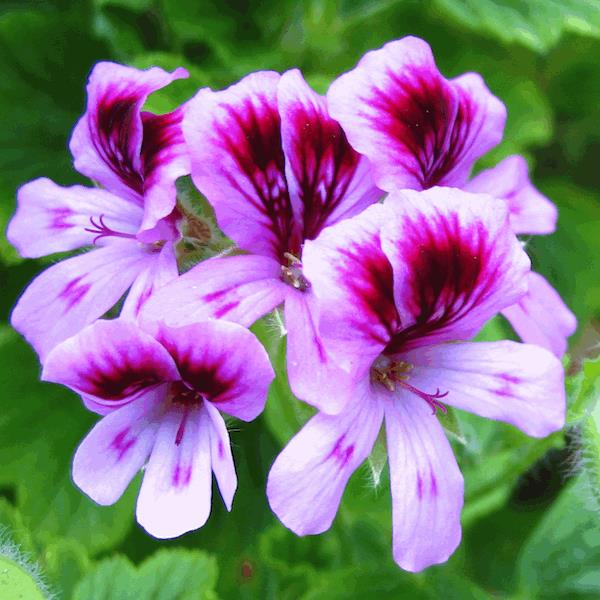 بررسی اثرات هیستومتریک و هیستوپاتولوژیکی اسانس گیاه Pelargonium roseum در مقایسه با فنی تویین بعد از ترومای جراحی در پوست موش صحرایی