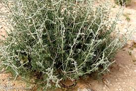 مطالعه اثر ضد آیمریایی اسانس گیاه درمنه (Artemisia sieberi) در خرگوش آزمایشگاهی در شرایط In vivo و In vitro