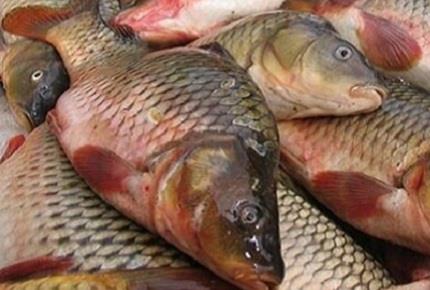 بیماریهای شغلی و مصرف آبزیان