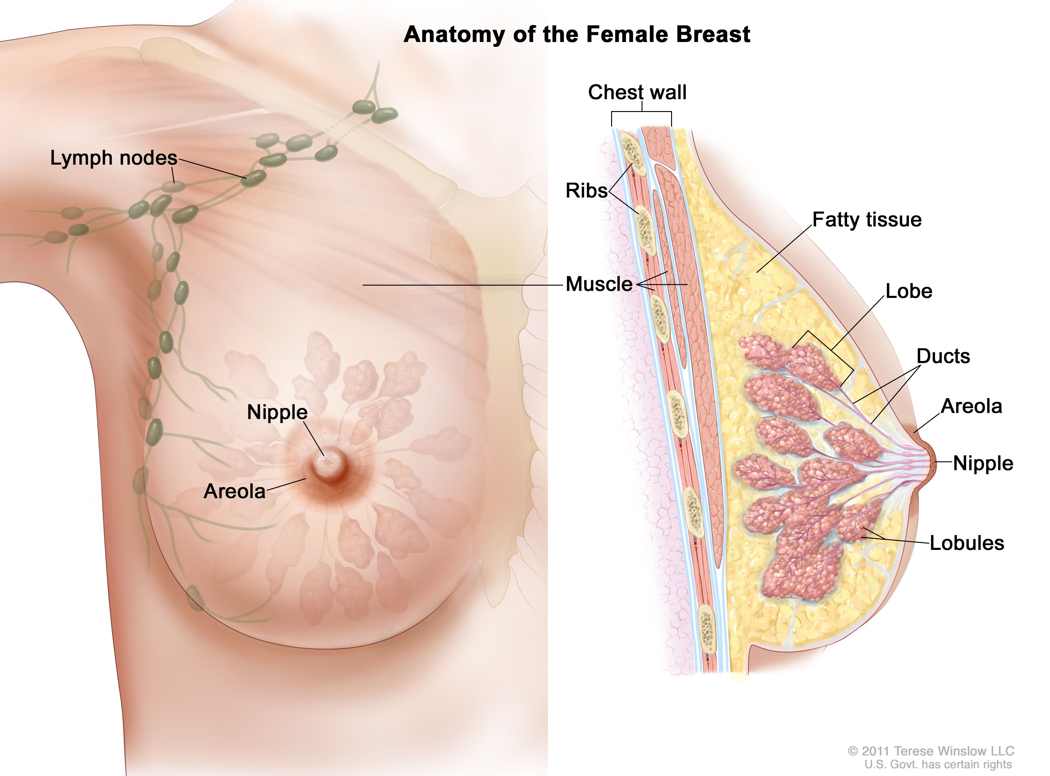 آنچه زنان باید در مورد سرطان پستان بدانند
