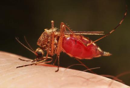 نوپدیدی مالاریای مقاوم به درمان