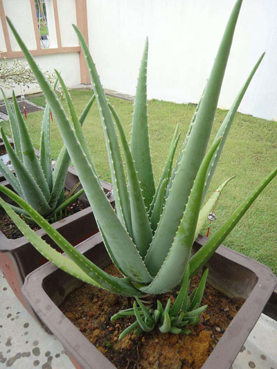 مروری بر جنبه های مختلف گیاه صبر زرد دارویی .Aloe vera (L.) Burm. f