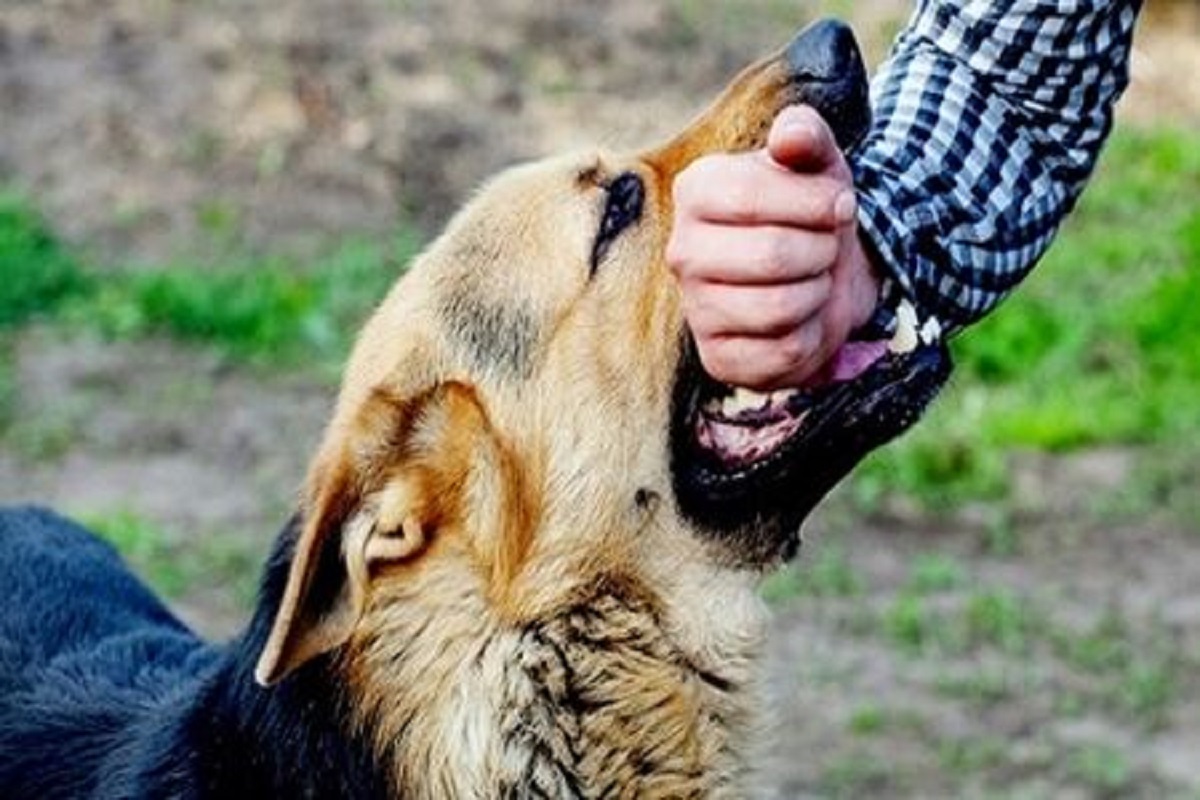 دانستنی های هاری- مجله مادر و کودک