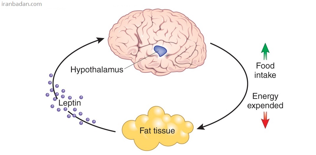 لپتین عملکرد حافظه فضایی را بهبود می بخشد