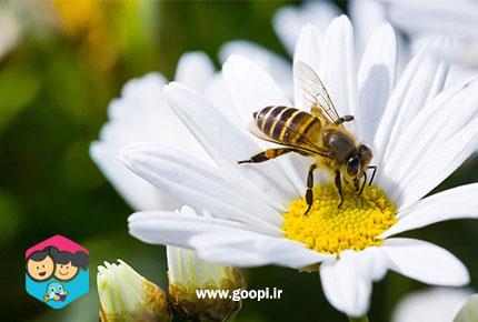 بهترین روش ها برای درمان خانگی نیش زنبور عسل_مجله مادر و کودک گوپی