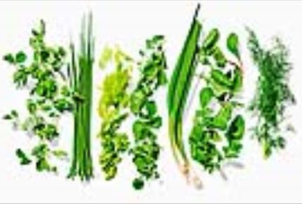 اثرات ضد پلاسمیدی 5 عصاره گیاهی از گیاهان دارویی بر روی سوشهای مقاوم کلبسیلا پنومونیه | مجله گوپی