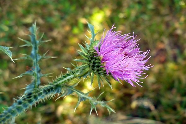 تاثیر عصاره الکلی میوه چریش (.Melia indica L) و زیتون تلخ (Melia azedarach L.) بر شاخص های باروری موش صحرایی